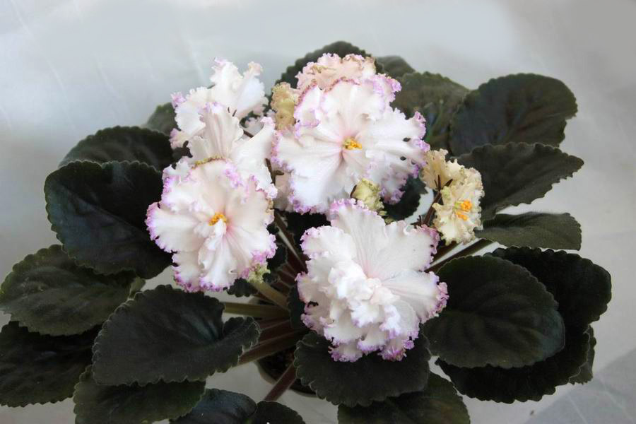 ЛЕ-Вивьен Ли.jpg