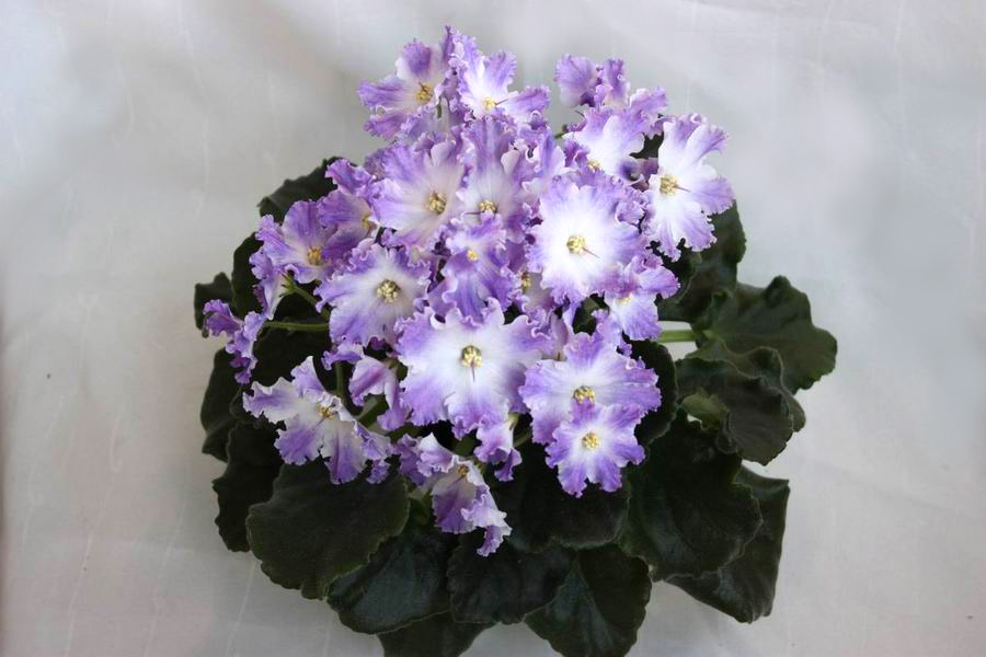 ЛЕ-Долина Грез.jpg