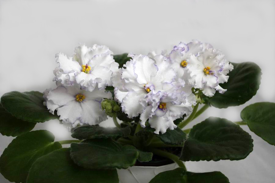 ЛЕ-Северная Роза.jpg