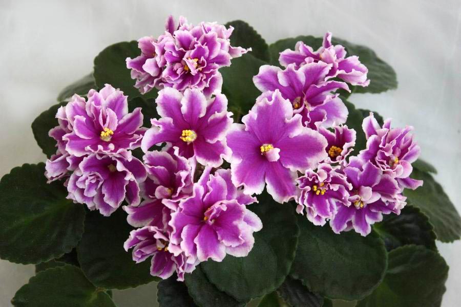 ЛЕ-Фуксиевая Балерина.jpg