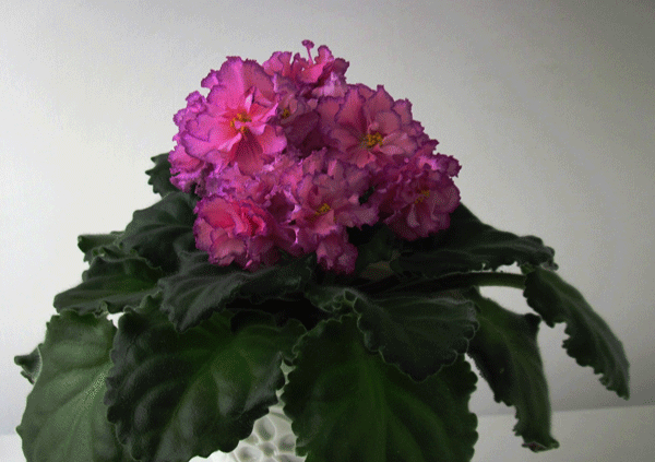 ЛЕ-Лилианна.gif