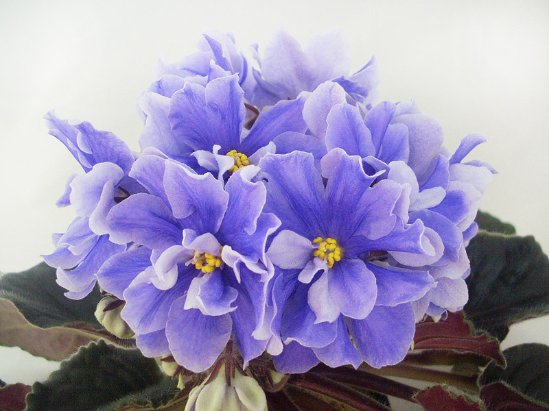 ЛЕ-Арамис.jpg