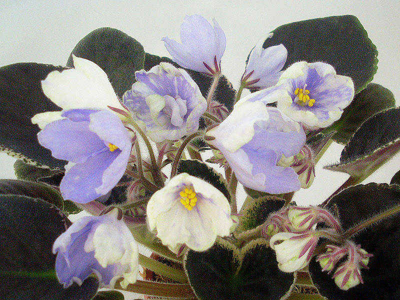 ЛЕ-Предвестник Весны.jpg