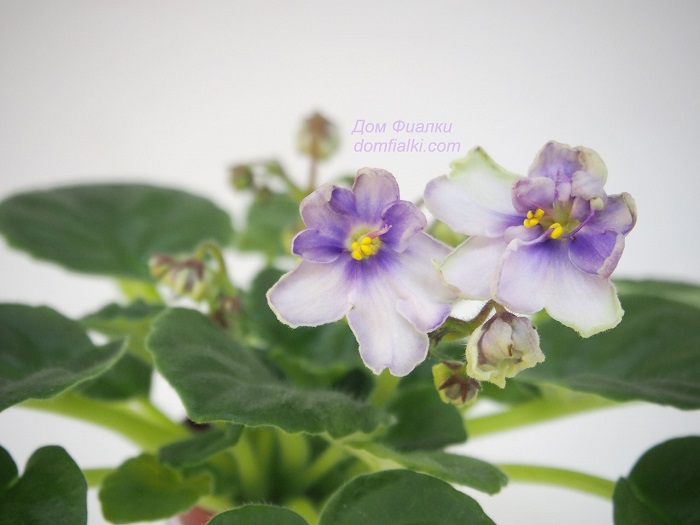 MORGAN'S HELIOTROPE FAIRY.jpg