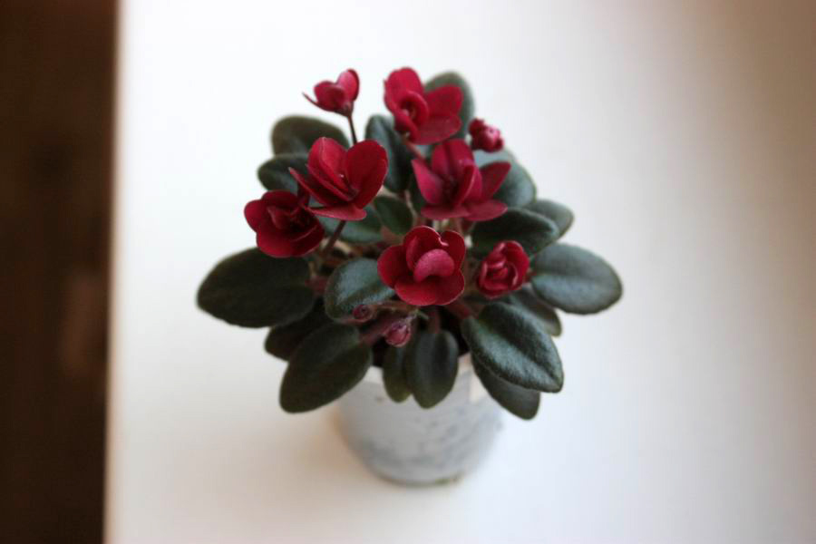 Precious Red.jpg