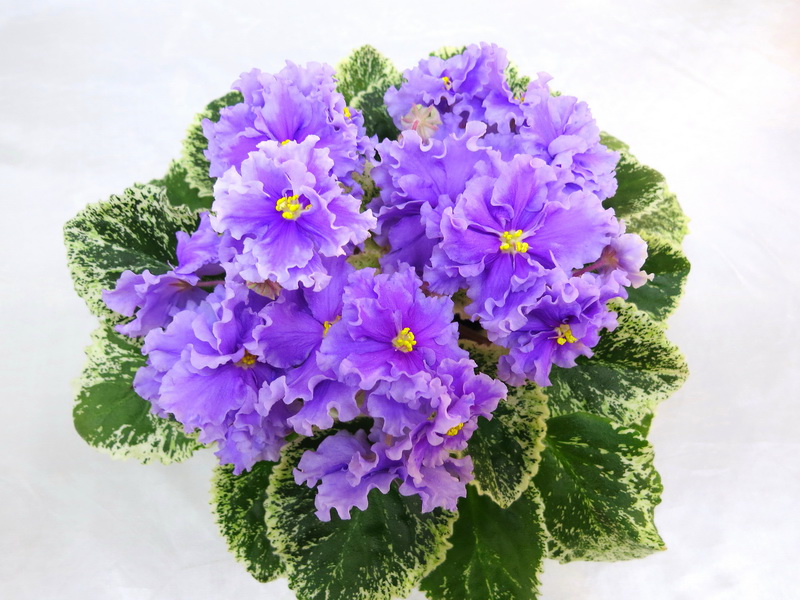 ЛЕ-Грёзы Султана (Е.Лебецкая) колл.М.Тюрина.JPG