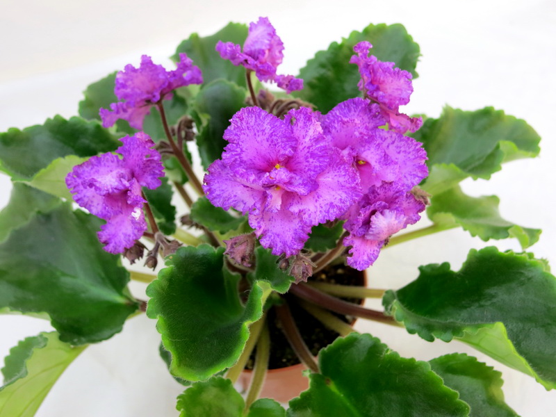 Lacey's Sophia (Lyndon Lyon Greenhouses) колл.Калгины.JPG