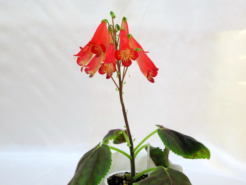 Smithianta Sassy Redheat (D.Martens) колл.Дом Фиалки.JPG