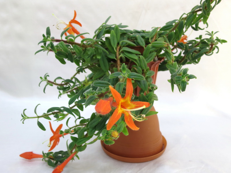 Columnea hirsuta колл.М.Карпова.JPG