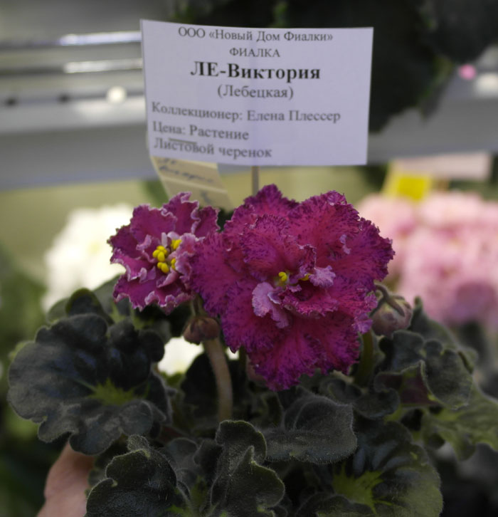 ЛЕ-Виктория(Плессер).jpg