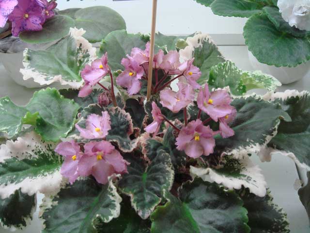 Wild-Irish-Rose.jpg