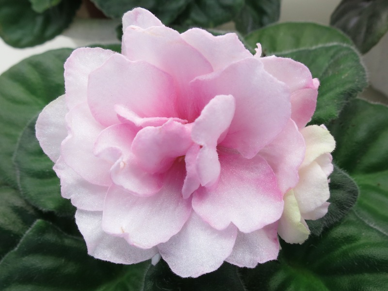 Карпова Ален - Shocking Pink.JPG