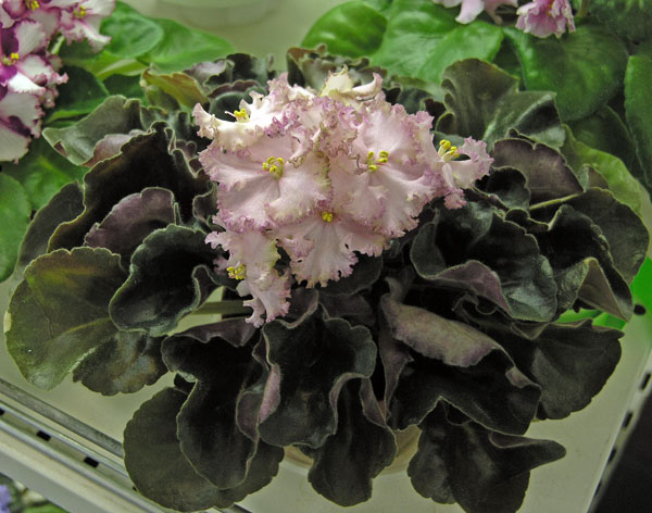 Pink Jade (Pink Jade) – обе из коллекции Неволиной.