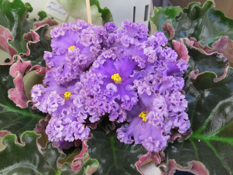 Нестерова НК-Граф Воронцов.JPG