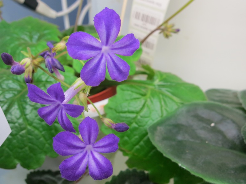 primulina tadacum.JPG
