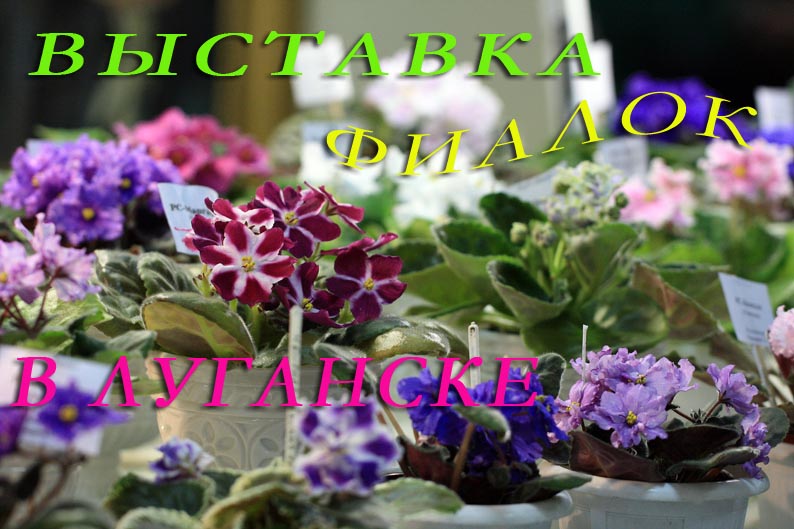 выст фиалIMG_4397 копия.jpg