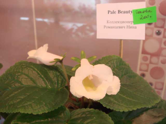 Pale-Beauty.jpg