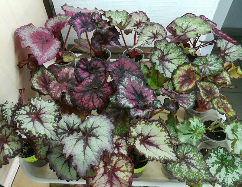 EuHYkVsm1-w_rs.jpg