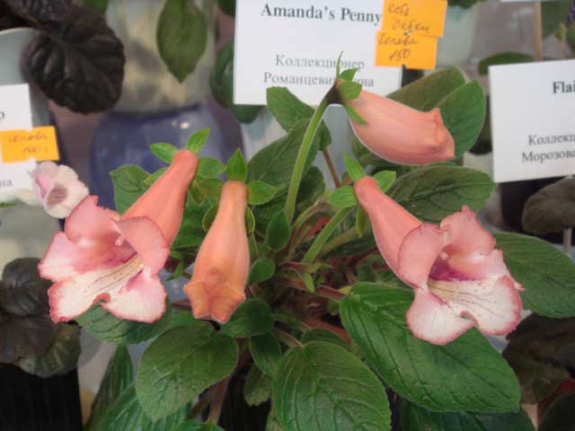 Amanda's-Penny.jpg