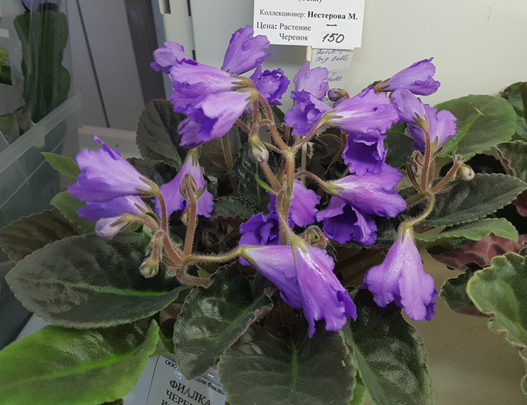 Senk's Big Bells