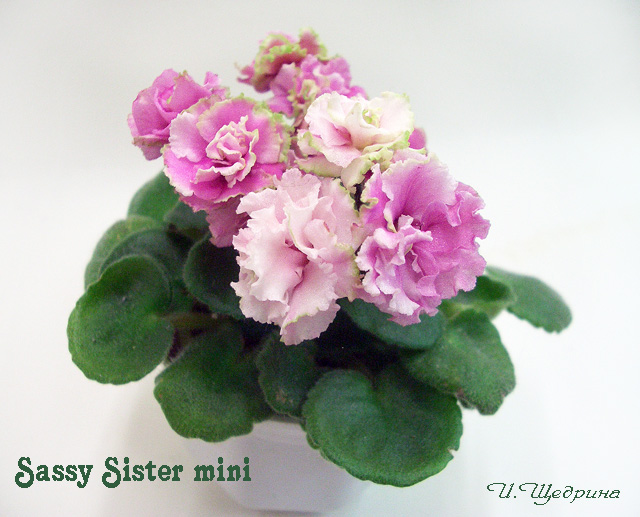 Sassy Sister mini 1.jpg