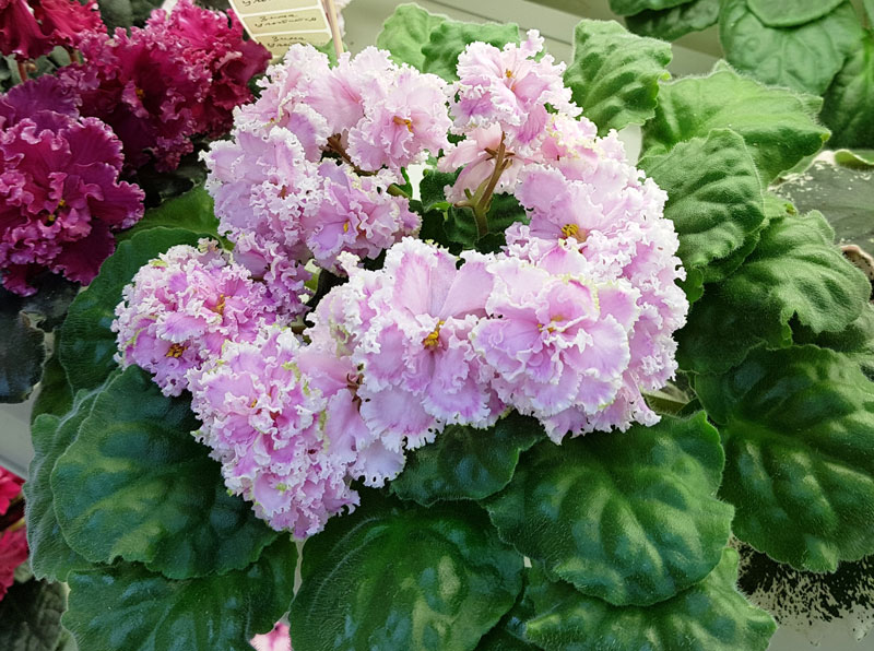 Зима Улыбается