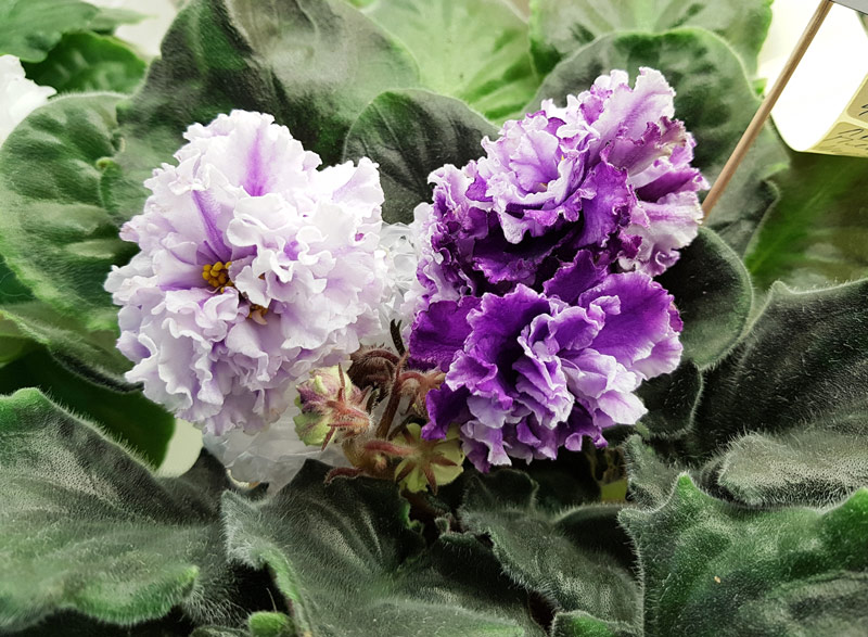 ЛЕ-Пломбир с Черникой