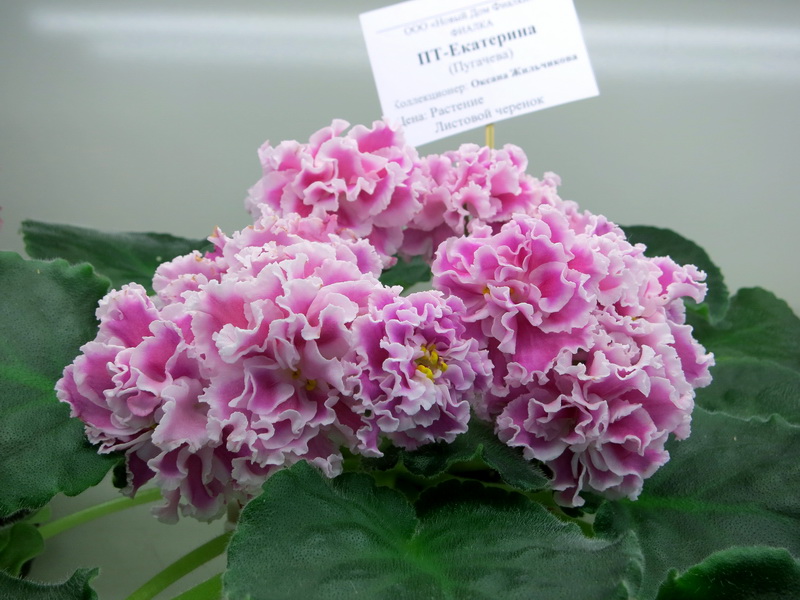 Жильчикова ПТ-Екатерина.JPG