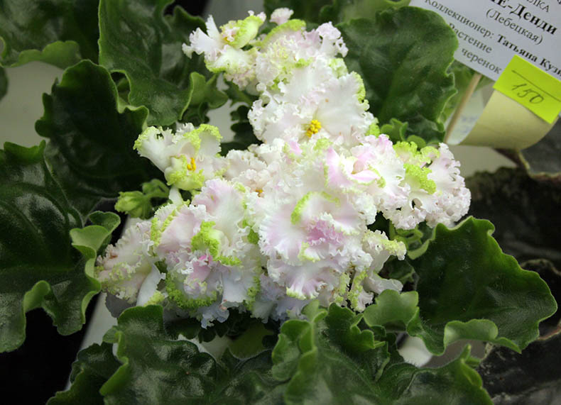 Кузина_ЛЕ-Денди.jpg