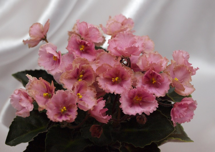 Rob's Antique Rose.jpg