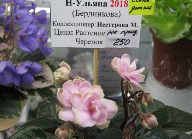IMG_4041.JPG