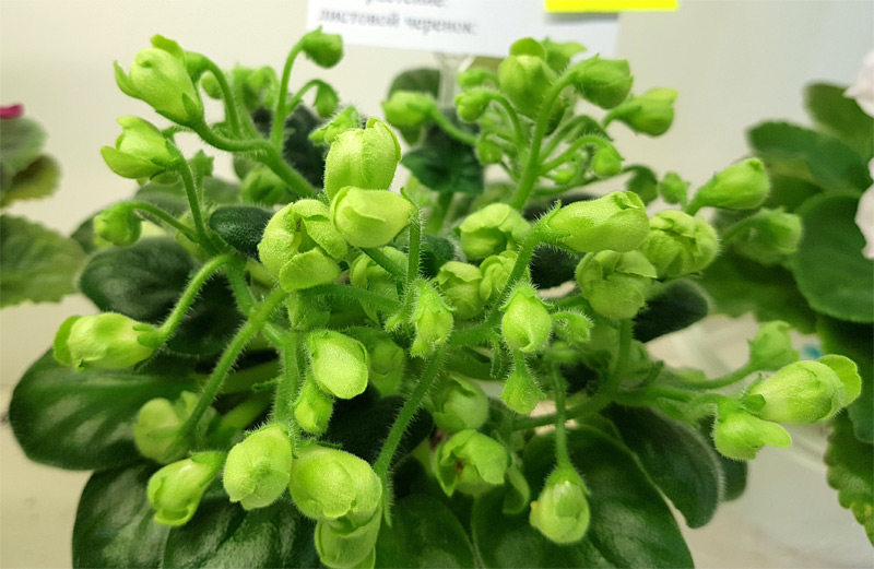 Emerald Bell