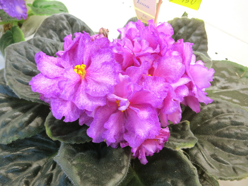 Галицкая ЛЕ-Анна.JPG
