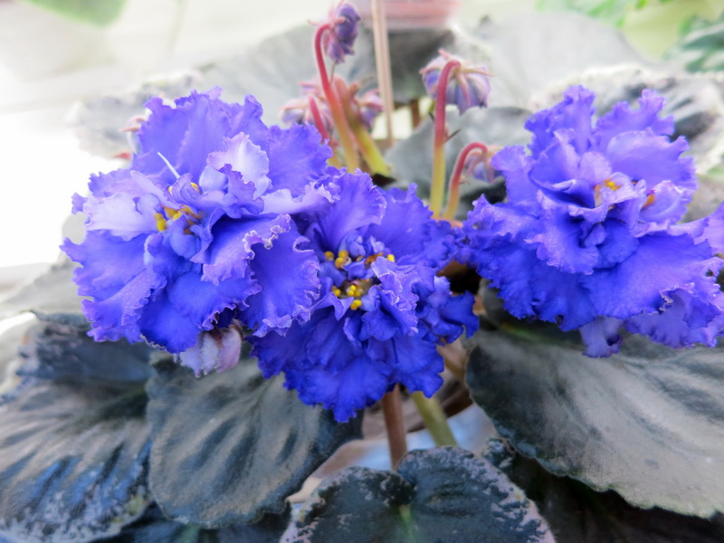 Хохлова ЕК-Кудри Посейдона.JPG