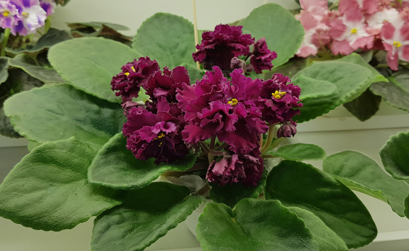 ЛЕ-Каберне