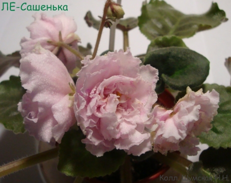 ЛЕ-Саш 1-1.jpg