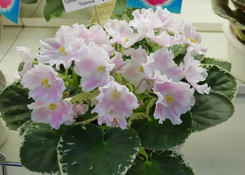 Pink Sensation
