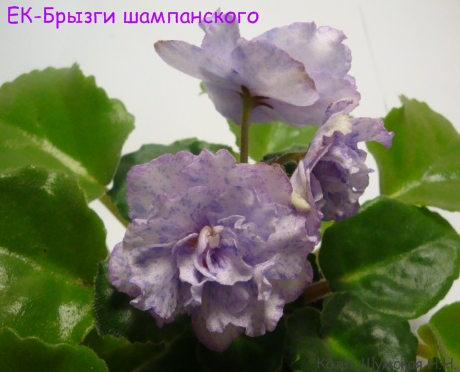 ЕК-Б шам 4-1.jpg