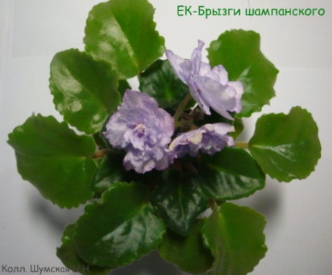 ЕК-Б шам 3-1.jpg