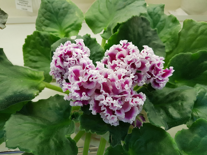 ПТ-Катерина