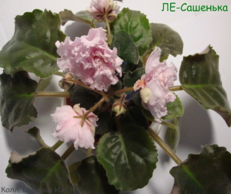 ЛЕ-Саш 5-1.jpg