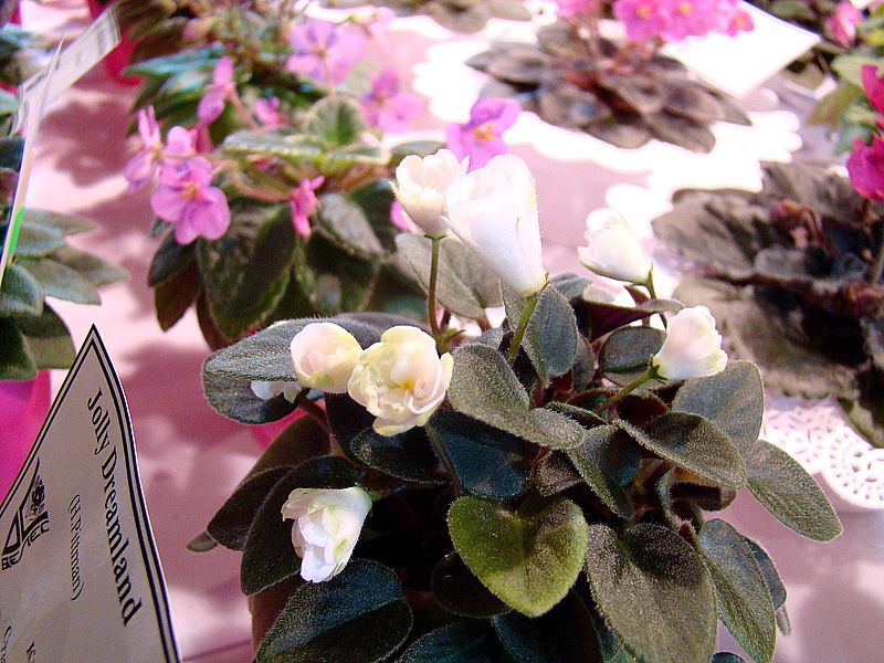 DSC09145_2018-03-02.JPG