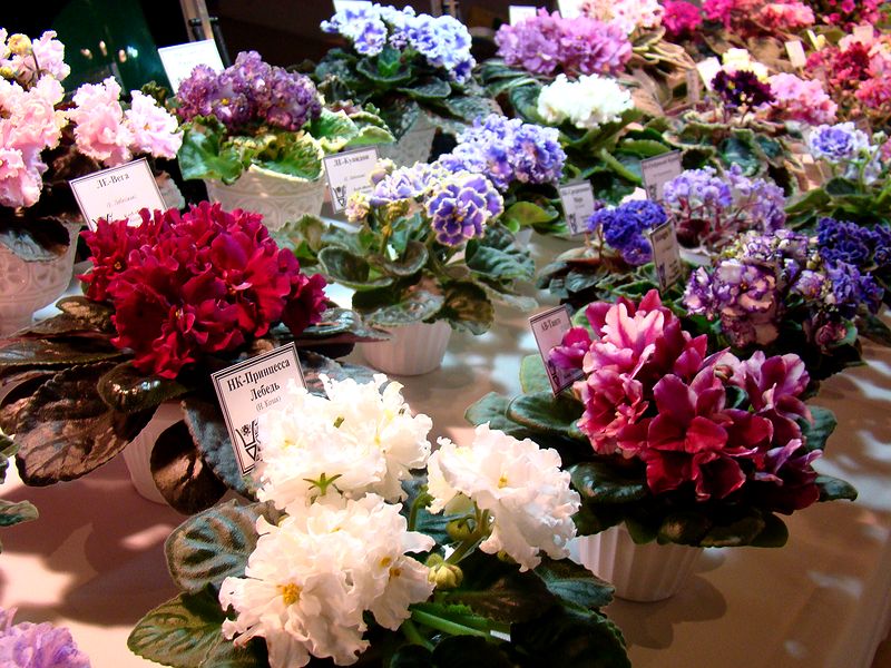 DSC09038.JPG