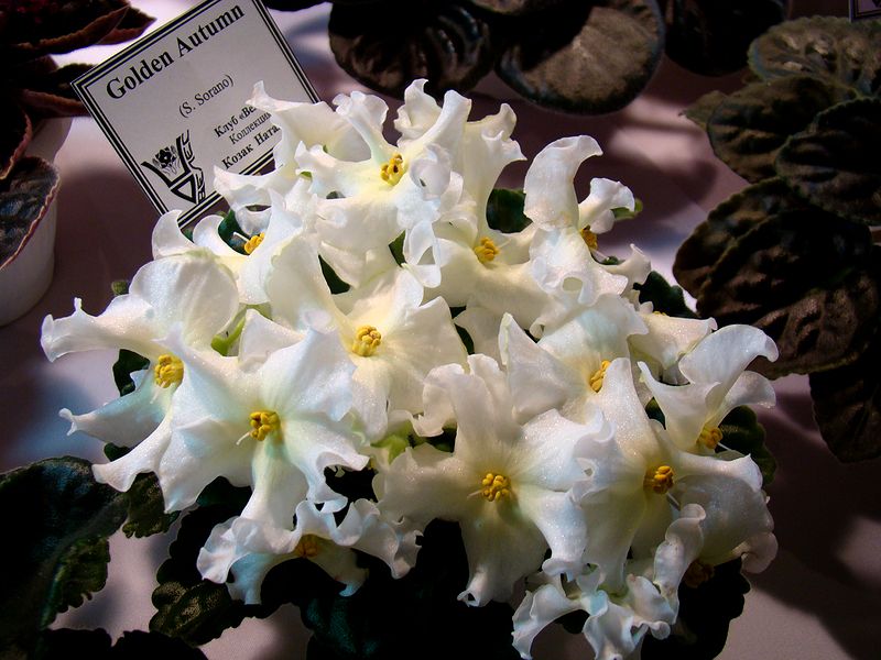 DSC09008.JPG