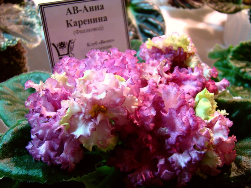 DSC09015.JPG