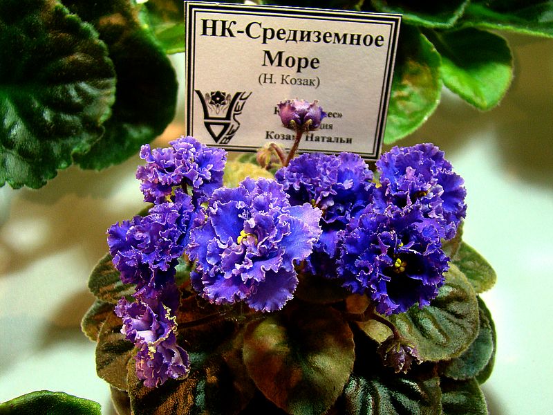 DSC09026.JPG
