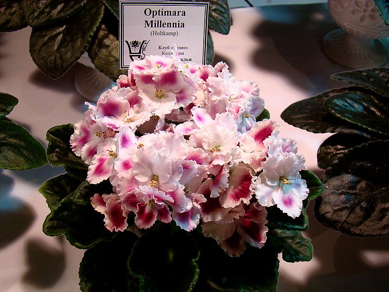 DSC09031.JPG