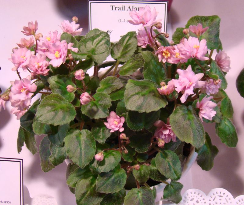 DSC09058.JPG