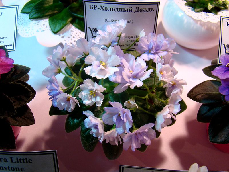 DSC09128.JPG