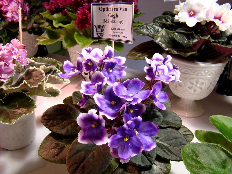 DSC09106_2018-03-10.JPG
